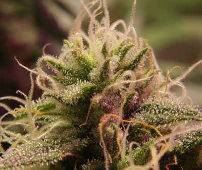 Growreport Bild 1