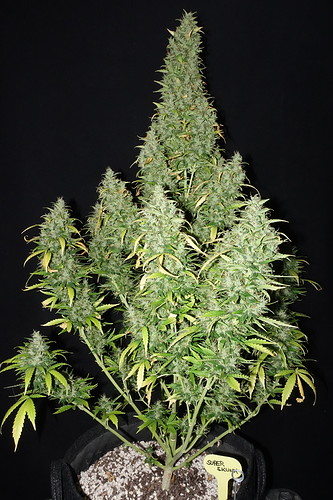 Growreport Bild 1