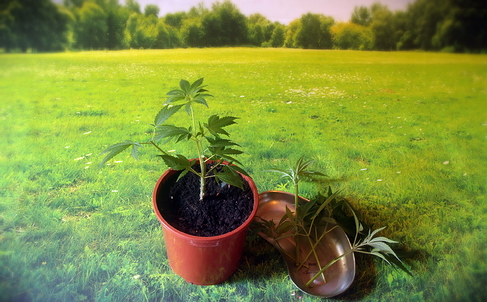 Growreport Bild 17