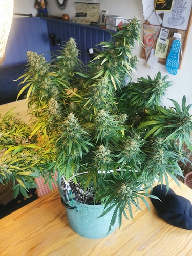 Growreport Bild 2