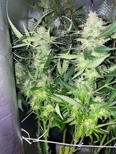 Growreport Bild 10