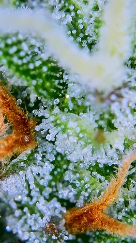 Growreport Bild 7