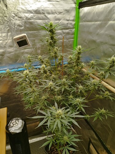 Growreport Bild 1