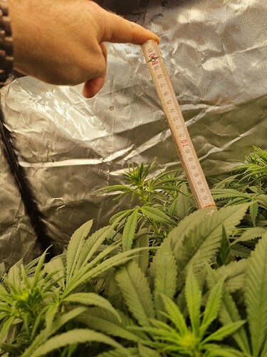 Growreport Bild 51