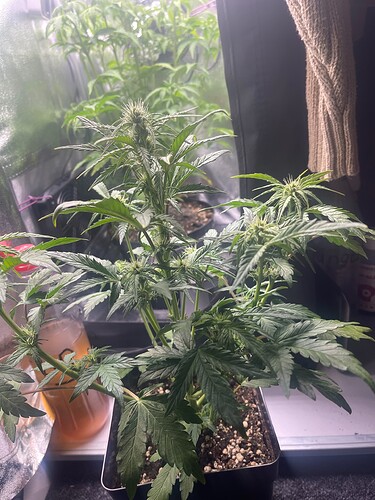 Growreport Bild 17