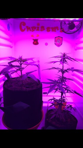 Growreport Bild 9