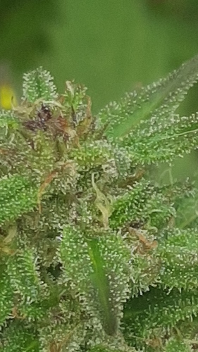 Growreport Bild 25