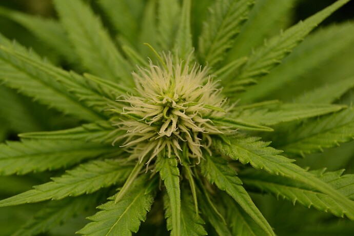 Growreport Bild 5