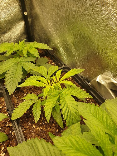 Growreport Bild 2