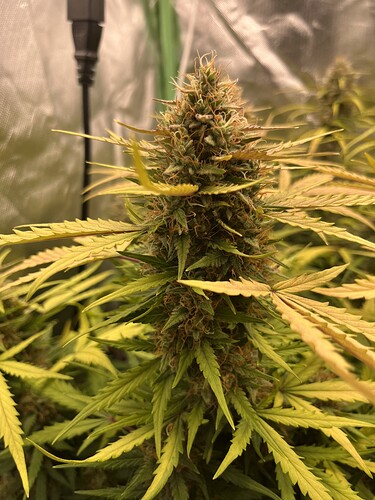 Growreport Bild 15
