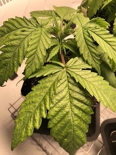 Growreport Bild 9