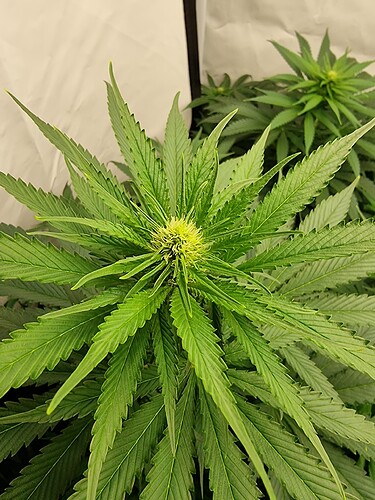 Growreport Bild 100