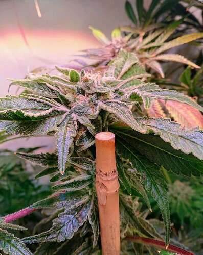 Growreport Bild 8