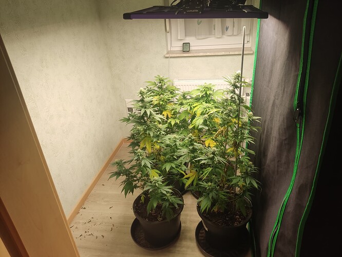 Growreport Bild 4