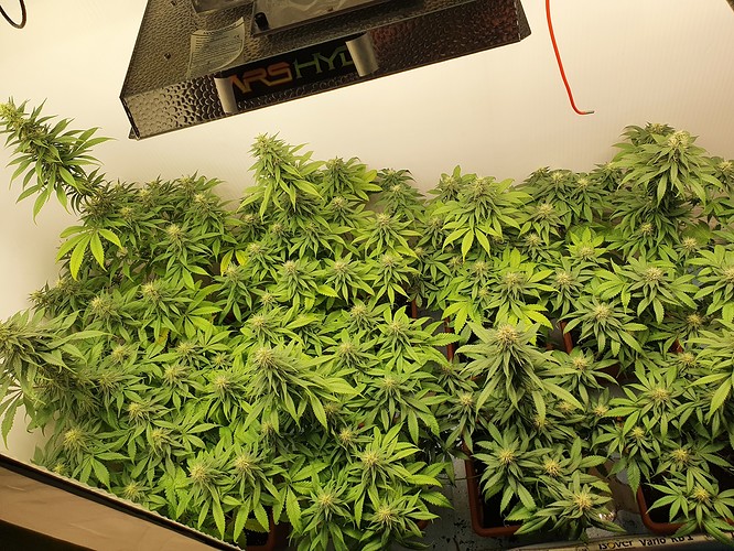 Growreport Bild 5