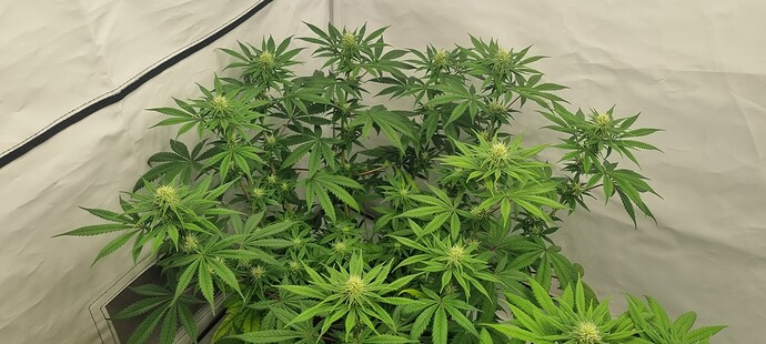 Growreport Bild 7
