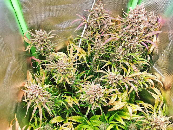Growreport Bild 1