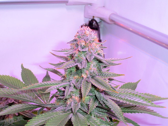 Growreport Bild 4