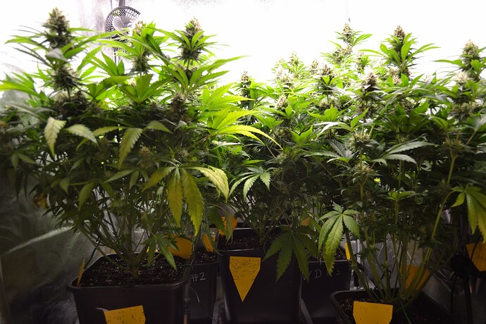 Growreport Bild 2