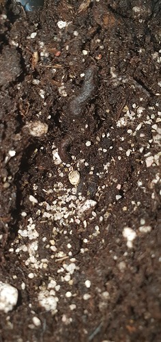 Growreport Bild 16