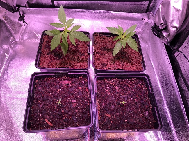 Growreport Bild 3