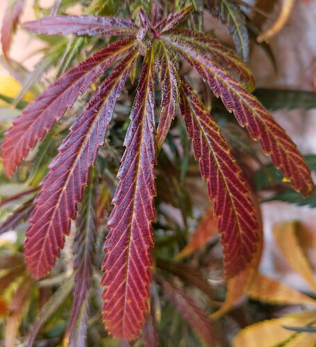 IMG_20220727_1946555