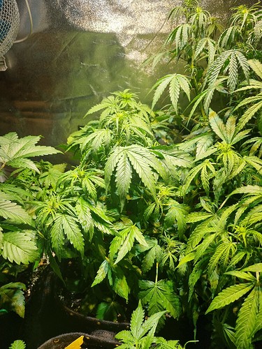 Growreport Bild 3
