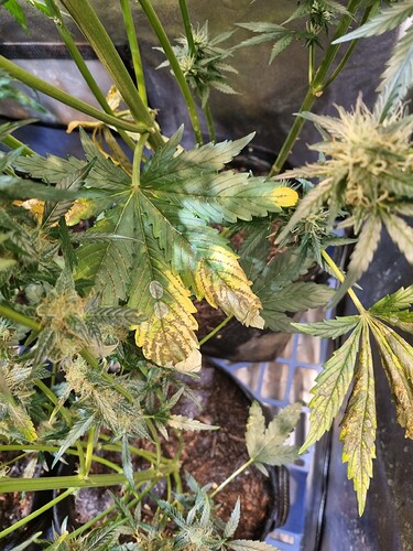 Growreport Bild 68