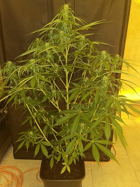 Growreport Bild 26