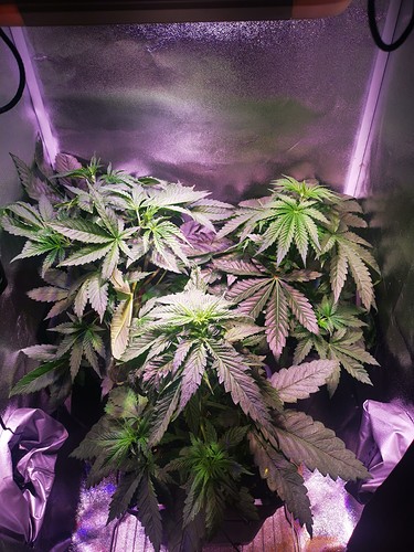Growreport Bild 13