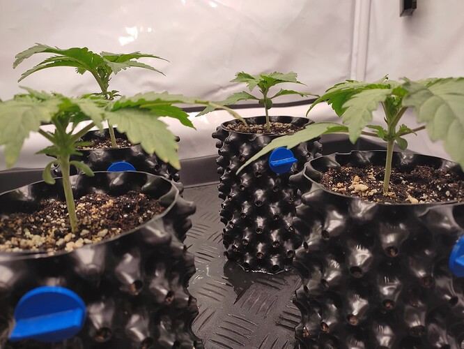 Growreport Bild 11