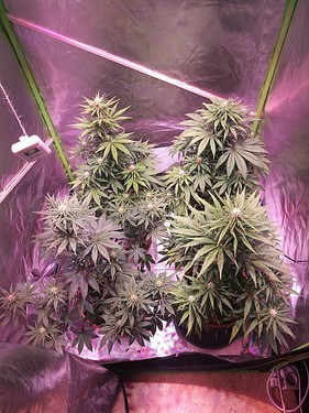 Growreport Bild 4