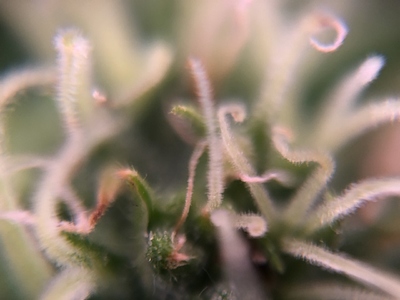 Growreport Bild 39