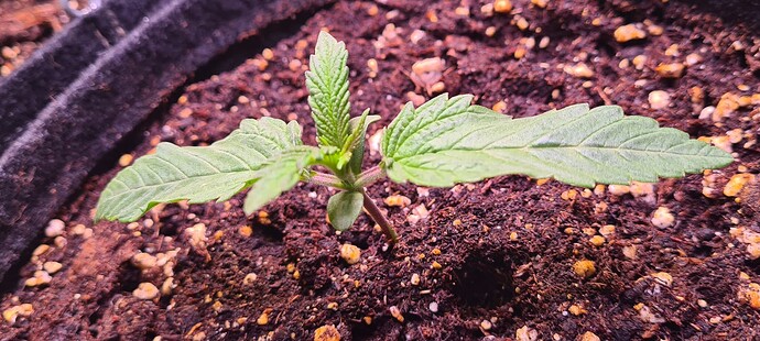 Growreport Bild 16
