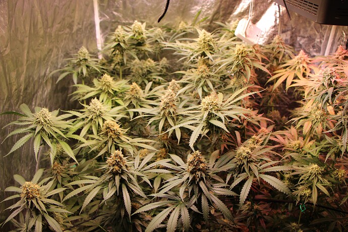 Growreport Bild 2