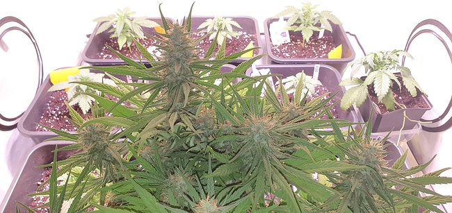 Growreport Bild 1