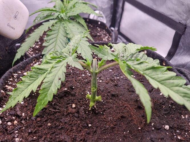 Growreport Bild 15
