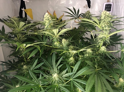 Growreport Bild 1