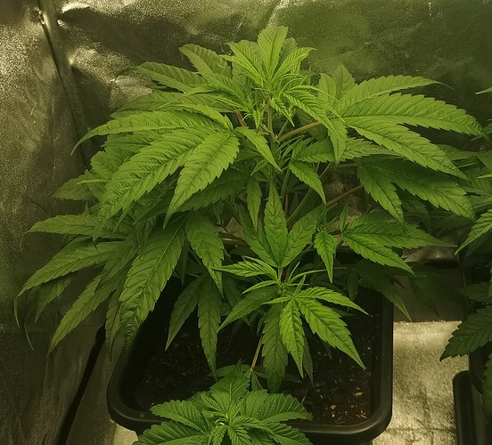 Growreport Bild 11