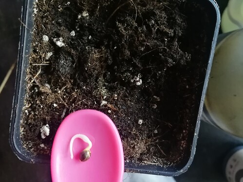 Growreport Bild 56