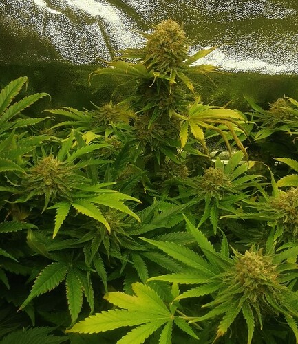 Growreport Bild 1