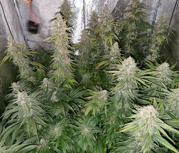 Growreport Bild 1