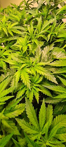 Growreport Bild 8
