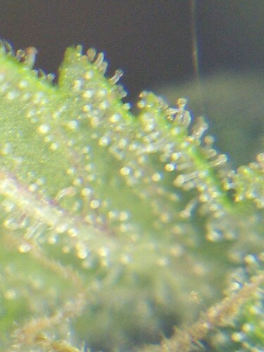 Growreport Bild 25