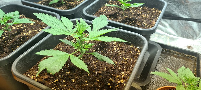 Growreport Bild 19