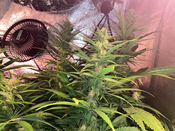 Growreport Bild 28