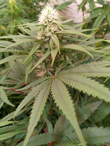 Growreport Bild 11