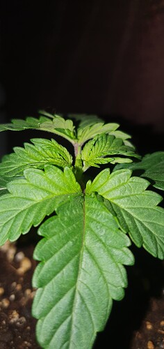 Growreport Bild 4