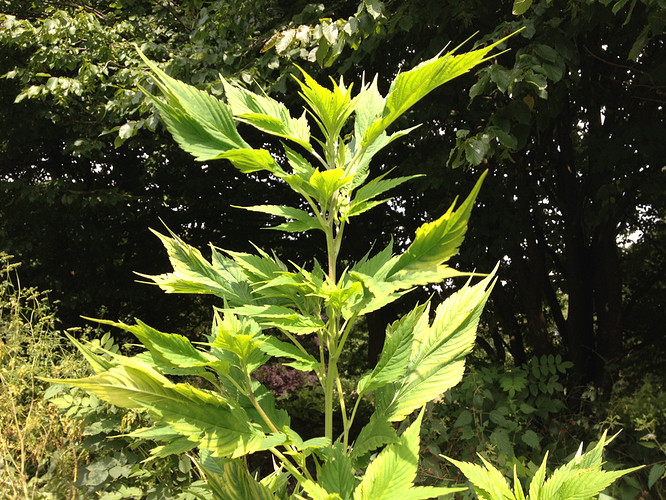 vt102_ducks-chlorose_2