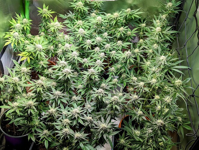 Growreport Bild 10
